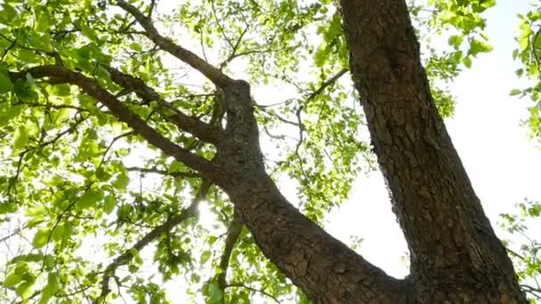Vihreälehtinen puu. Kirkkaat auringonsäteet. Hidastus
 - Materiaali, video