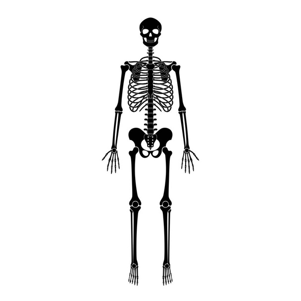 Anatomie van het menselijk skelet - Vector, afbeelding