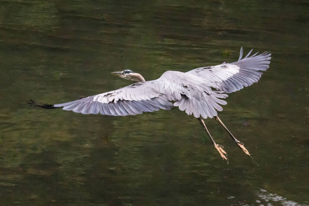 A great blue heron caught moments after lifting off reveals its complex array of feathers - Photo, image