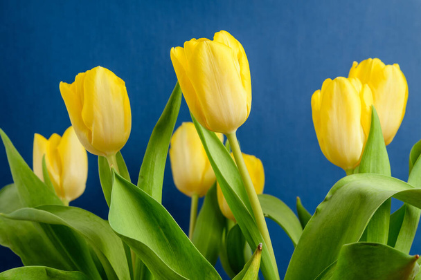 Vista laterale di cinque piccoli fiori di tulipano giallo vivido e foglie verdi su una carta da studio blu scuro, bellissimo sfondo floreale interno fotografato con piccola attenzione
 - Foto, immagini