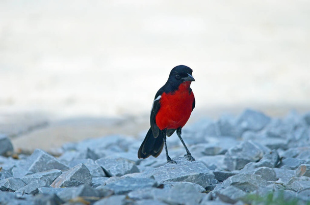 Crimson breasted-shrike on rocks - Photo, Image