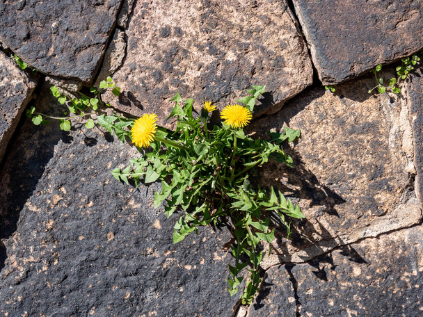Dandelion grows on a natural stone wall - Photo, Image