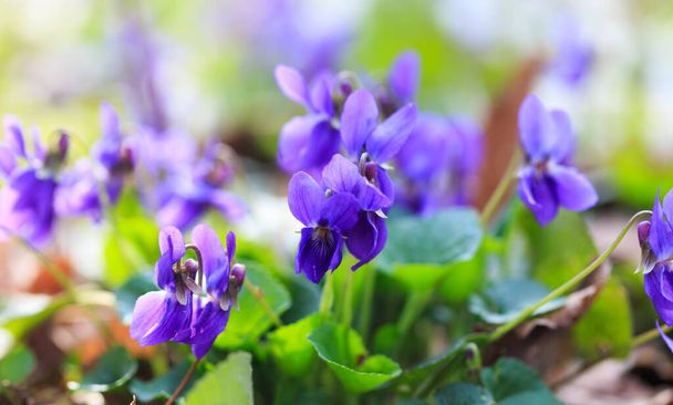 Spring flowers. Violet violets flowers bloom in the spring forest. Viola odorata. - Photo, image
