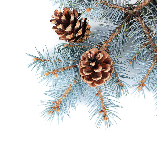 Beautiful pine cones isolated on white - Foto, imagen