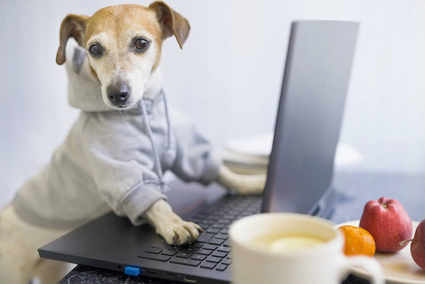 Dog using laptop work remotely. smart concentrated dog is working on project online. Using computer. Pet wearing and hoodie. Freelancer work from home concept. looking to the camera. Cup of tea - Fotografie, Obrázek