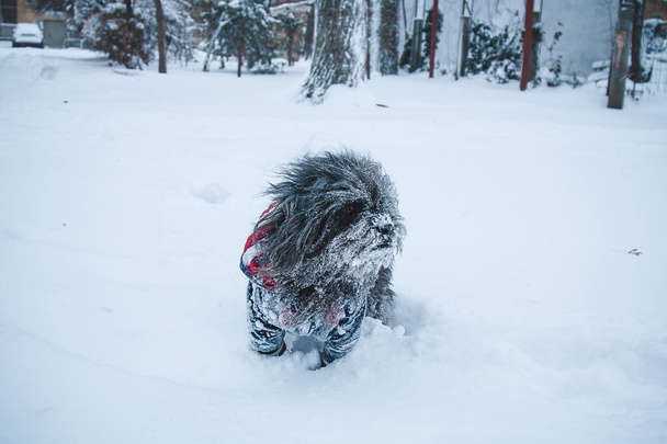 Perro terrier tibetano de pelo largo vestido con chaqueta que camina con clima nevado. Paseo de invierno con cachorro
. - Foto, Imagen