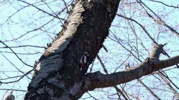 Grote gevlekte specht op stam van oude kersenboom (Dendrocopos major) - Video