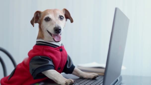 Happy dog in red jumper looking to the camera using computer. Work from home freelancer concept. Video footage. Adorable pet Jack Russell terrier with friendly smile. Pet clothes. Dressed dog - Πλάνα, βίντεο
