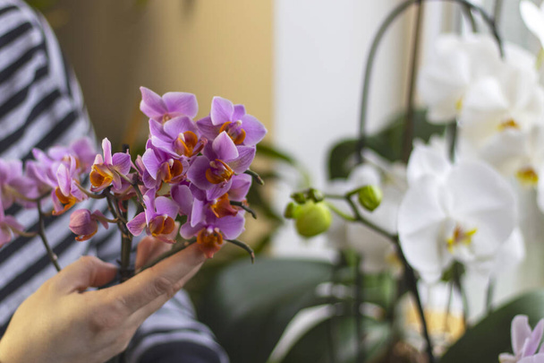 小さな紫色の花弁を持つ蘭の小枝を保持する手の写真を閉じます。背景には、白い蘭の花とぼやけた窓辺. - 写真・画像