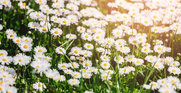 Ромашковые полевые цветы или ромашки цветут на солнечном фоне. Летние цветы, селективный фокус
 - Фото, изображение