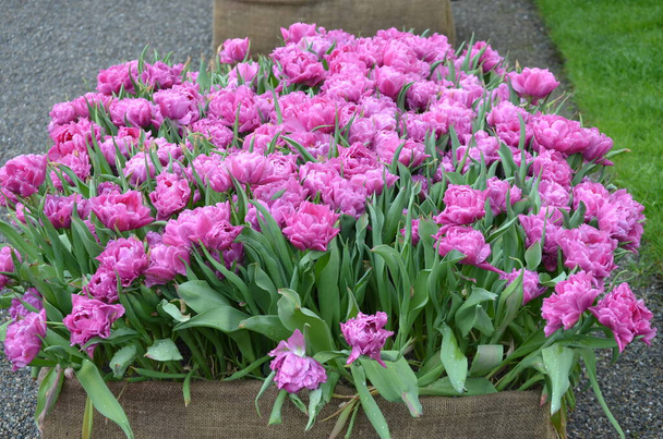 Vista lateral de muitas tulipas rosa vívidas em um grande pote de jardim em um dia de primavera chuvoso, belo fundo floral ao ar livre fotografado com foco suave
 - Foto, Imagem