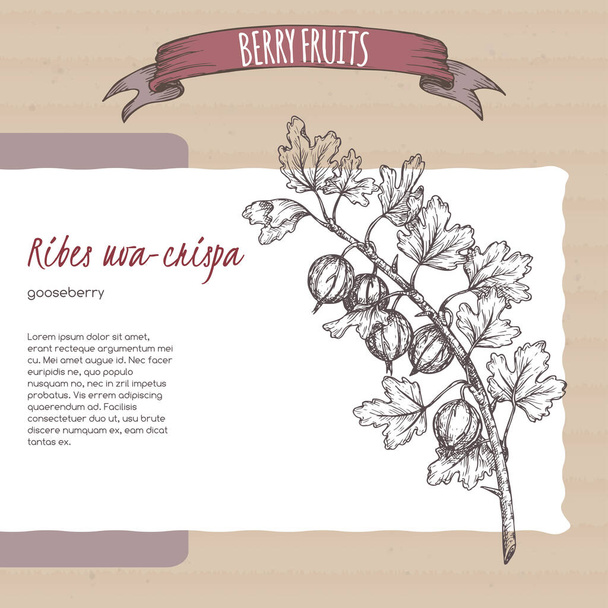 Angrešt aka Ribes uva-crispa větev skica na papírovém pozadí. Série bobulovin. - Vektor, obrázek