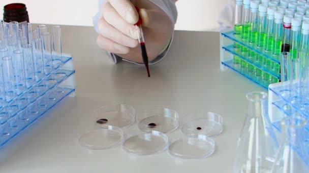 A kutatók kézzel csöpögtető vérmintát egy Petri-csészében. - Felvétel, videó