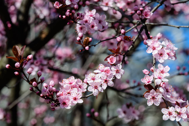 Κοντινό πλάνο ενός κλαδιού με ροζ άνθη κερασιάς σε πλήρη άνθιση σε έναν κήπο σε μια ηλιόλουστη ανοιξιάτικη μέρα, όμορφα ιαπωνικά άνθη κερασιάς ανθισμένο φόντο, sakura - Φωτογραφία, εικόνα