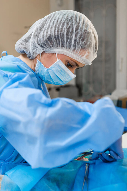 Cirurgia para remover um tumor uterino em um gato. Cirurgia em medicina veterinária. Aplicando grampos e suturas no feixe neurovascular
 - Foto, Imagem