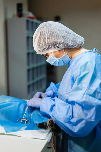 猫の子宮腫瘍を除去するための手術。獣医学の外科医。神経血管バンドルにクランプと縫合糸を適用します。 - 写真・画像