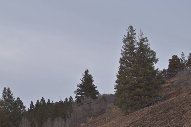 常緑樹のある茶色の丘、冬の茂み、そして曇りの青と白の空. - 写真・画像