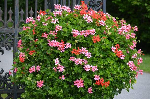 Background of pink and red Pelargonium flowers (commonly known as geraniums, pelargoniums or storksbills) and fresh green leaves in a garden pot, beautiful outdoor floral background - Photo, Image
