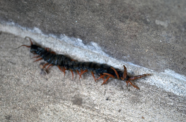 Гигантская многоножка на цементном полу, ядовитая сколопендра в позе нападения
. - Фото, изображение