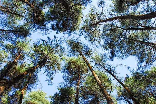 Forest of pine view from below near Rotarua, New Zealand - Photo, Image