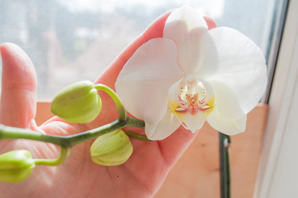 Белая орхидея в ладони. Цветущий цветок орхидей на ветвях. Весенние цветы. Домашние цветы Цветы для невесты
. - Фото, изображение