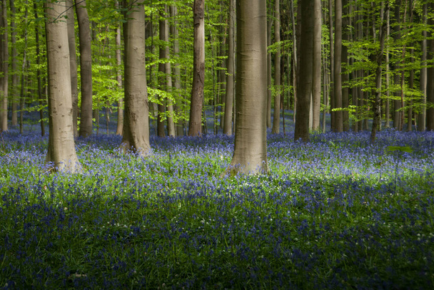 Hallerbos en Belgique, champ de fleurs bleues - Photo, image