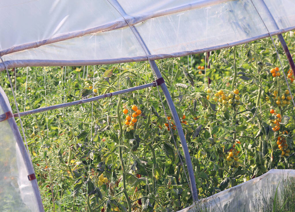 kasvaa punaisia tomaatteja kasvihuoneessa suojella niitä säältä
 - Valokuva, kuva