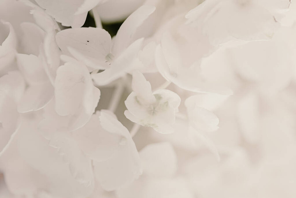 Puur witte bloemblaadjes van hortensia bloem. Prachtig boeket. Bloemenbeeld oppoetsen. Witte achtergrond. Helemaal wit. Bloemen achtergrond. Fragiele kleine bloemen. De lente komt eraan. Voorjaarstijd. Verfrissend leven. - Foto, afbeelding