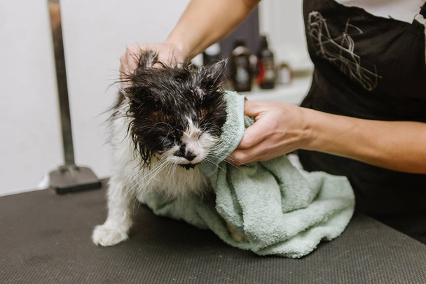 Toilettage professionnel des chats dans la cabine. un homme lave un chat dans un salon professionnel
. - Photo, image