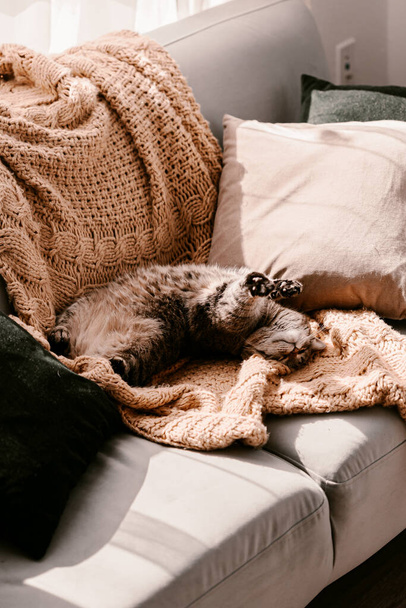 Fluffy brown grey cat on the yellow blanket on couch. Taking sun bath. Self isolation. Direct sunlight. Enjoy the sun. Knitted blanket. Bright color. Happy kitty enjoys life. Stay home. Spring time. - Photo, Image