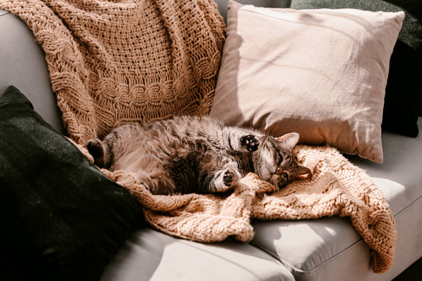 Gato gris marrón esponjoso en la manta amarilla en el sofá. Tomando el sol. Autoaislamiento. Luz solar directa. Disfruta del sol. Manta de punto. Brillante color. Gatito feliz disfruta de la vida. Quédate en casa. Primavera
. - Foto, Imagen