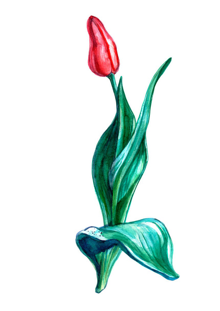 Tulip in red and green colors isolated - Photo, image