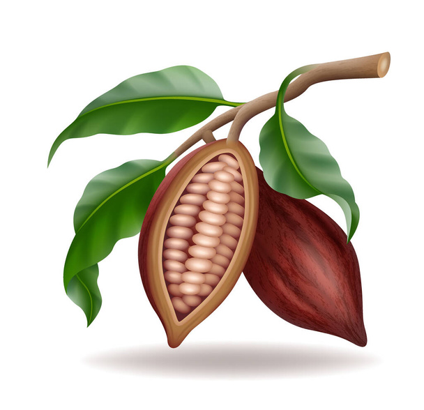 Realistic raw and dry cocoa thee pods, beans and branch with green leaf - Vector, Image