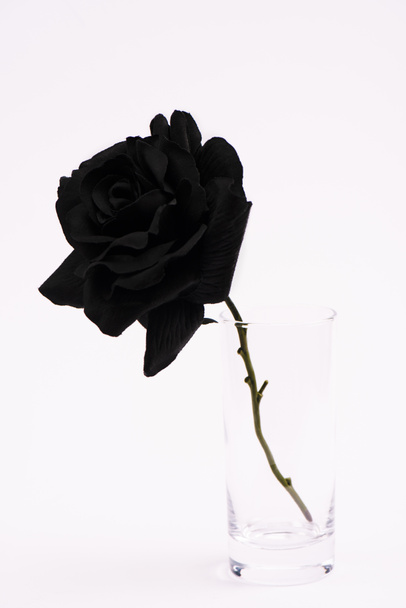 μαύρο ανθισμένο τριαντάφυλλο σε γυαλί απομονωμένο σε λευκό - Φωτογραφία, εικόνα