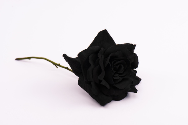 black and blooming rose on white with copy space - Photo, Image