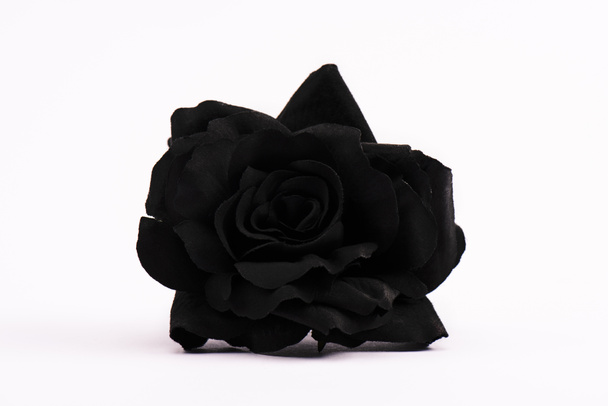 rosa preta e florescente no branco com espaço de cópia
 - Foto, Imagem