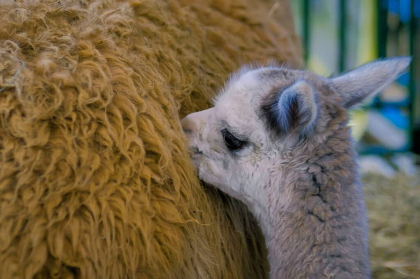 Linda pequeña alpaca con madre en la exposición de animales agrícolas, feria
 - Foto, imagen