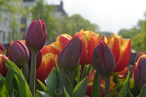 Vista lateral de muchos tulipanes rosados rojos en una maceta de jardín en un puente sobre un canal en la ciudad de Ámsterdam, en un día soleado de primavera, hermoso fondo floral al aire libre fotografiado con enfoque suave
 - Foto, imagen