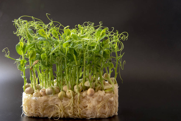 濃い背景に孤立して成長する甘いエンドウ豆の芽 - 写真・画像