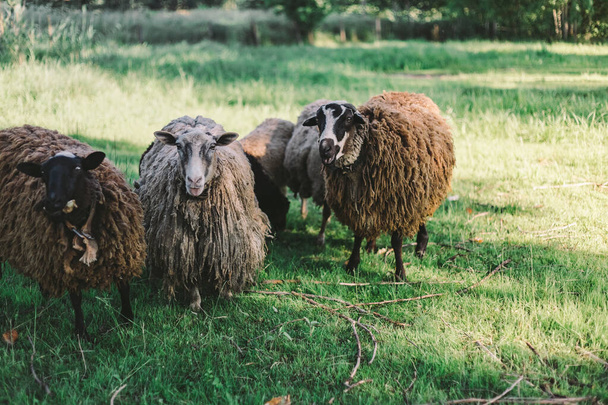 Bárányok sétálnak a zöld mezőn. Nézz a kamerába. - Fotó, kép