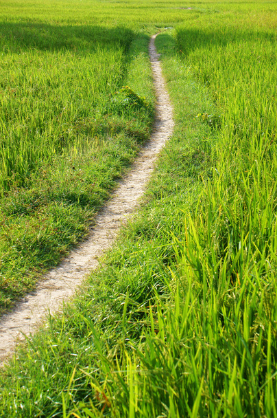 o caminho no campo de arroz verde
 - Foto, Imagem