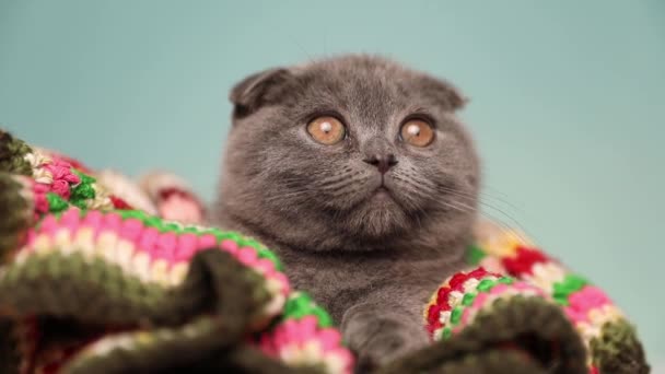 young distracted Scottish Fold cat with blue fur is lying down in a blanket and looking around in the studio - Footage, Video