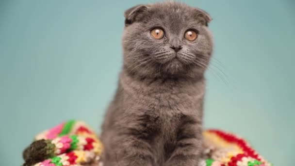 adorabile curioso scozzese Fold gatto con pelliccia blu è seduto su una coperta e guardando avanti in studio
 - Filmati, video
