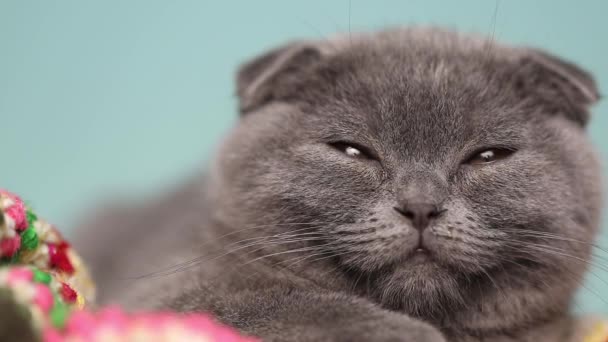 Mavi kürklü, battaniyeye uzanmış ve stüdyoda ağız yalarken gözlerini kapayan küçük bir İskoç kedisine yaklaş. - Video, Çekim