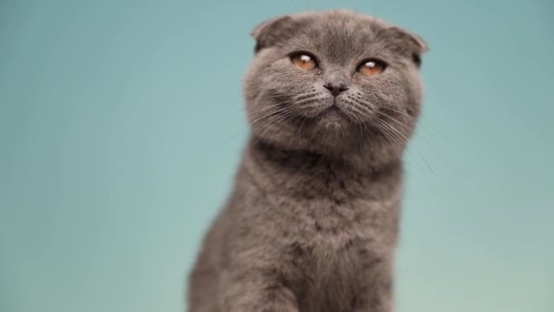 Mavi kürklü küçük bir İskoç kedisi stüdyoda oturuyor ve arkasını kolluyor. - Video, Çekim