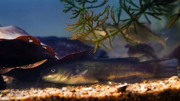 freshwater predator channel catfish, invasive species from United States in European cold-water river biotope aqua, little juvenile hide in leaves, underwater nature exploration - Photo, Image