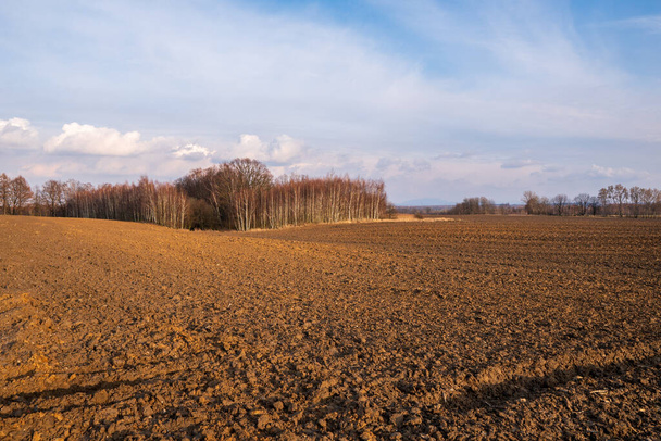 Plowed field with alley of birches at sunset with beautiful sky - Valokuva, kuva