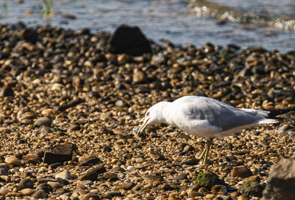 A seagull is standing on a rocky beach close to the water with a clam in its beak. - Photo, Image