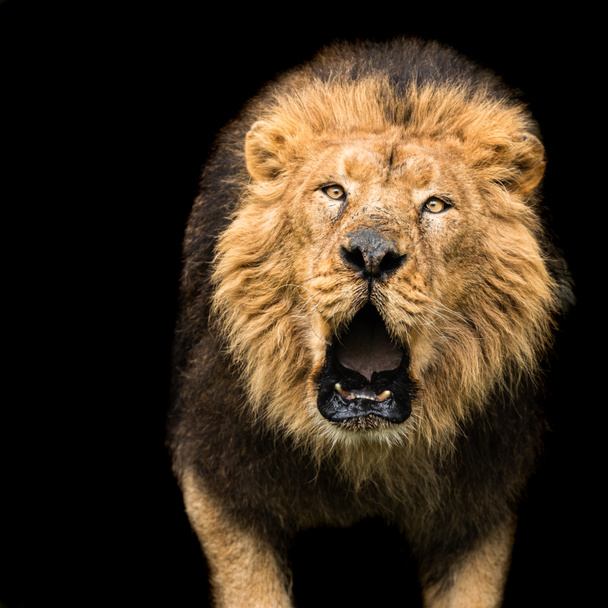 Lion with a black background - Photo, Image