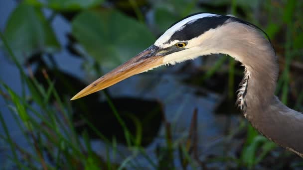 Zblízka Heron Vyčistit si ústa po lovu - Záběry, video
